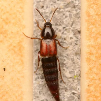 Mycetoporus nigricollis (Kurzflügler)
