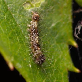 Acronicta psi (Pfeileule)