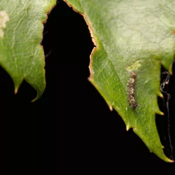 Acronicta psi (Pfeileule)