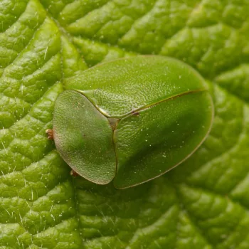 Cassida viridis (Grüner Schildkäfer)