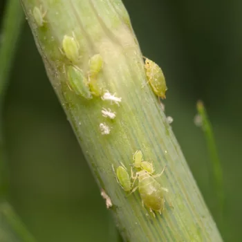 Cavariella aegopodii (Gierschblattlaus)