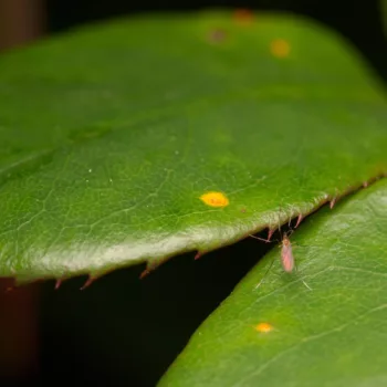 Cecidomyiidae sp. (Gallmücke)