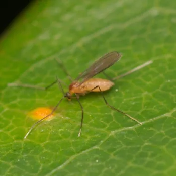 Cecidomyiidae sp. (Gallmücke)