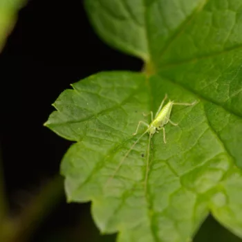 Meconema meridionale/thalassinum (Eichenschrecke)