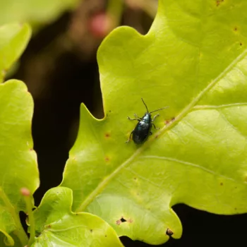 Altica sp. (Flohkäfer)