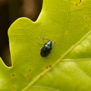 Altica sp. (Flohkäfer)