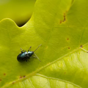 Altica sp. (Flohkäfer)