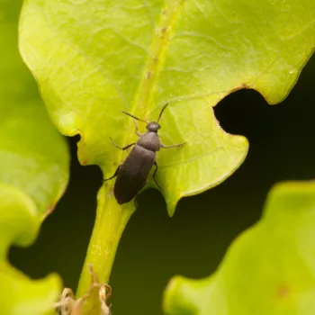 Anaspis sp. (Seidenkäfer)