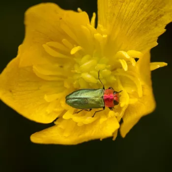 Anthaxia nitidula (Glänzender Blütenprachtkäfer)