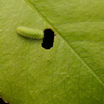 Gonioctena sp. (Blattkäfer)