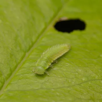 Gonioctena sp. (Blattkäfer)