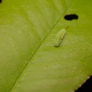 Gonioctena sp. (Blattkäfer)