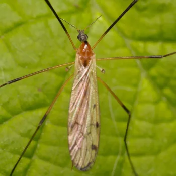 Limonia nigropunctata (Stelzmücke)