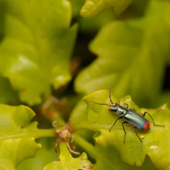 Malachius bipustulatus (Zweifleckiger Zipfelkäfer)