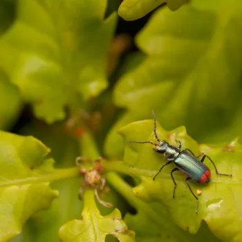 Malachius bipustulatus (Zweifleckiger Zipfelkäfer)