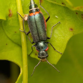 Malachius bipustulatus (Zweifleckiger Zipfelkäfer)