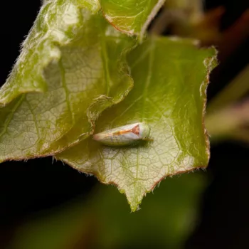 Viridicerus ustulatus (Grüne Winkerzikade)