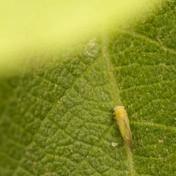 Cacopsylla sp. (Blattfloh)