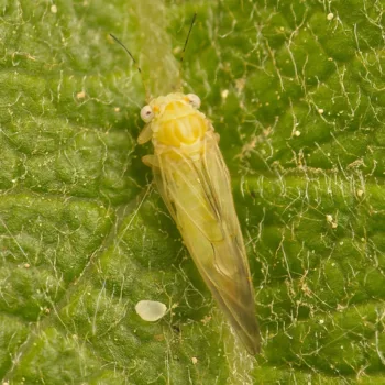 Cacopsylla sp. (Blattfloh)