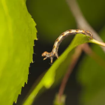 Erannis defoliaria (Großer Frostspanner)
