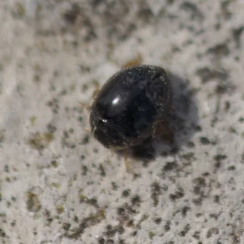 Stethorus punctillum (Schwarzer Kugelmarienkäfer)