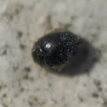 Stethorus punctillum (Schwarzer Kugelmarienkäfer)