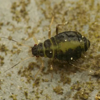 Chaitophorus leucomelas (Blattlaus)