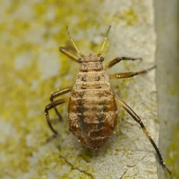 Cinara sp. (Baumlaus)