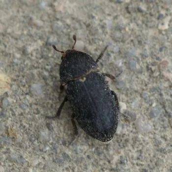 Dermestes laniarius (Speckkäfer)