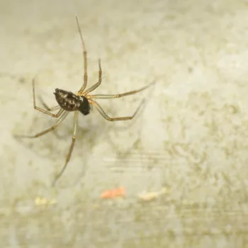 Tenuiphantes tenuis (Gewöhnliches Winkelweberchen)