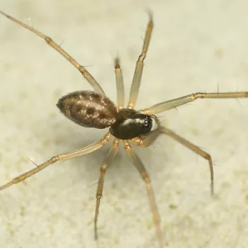 Tenuiphantes tenuis (Gewöhnliches Winkelweberchen)