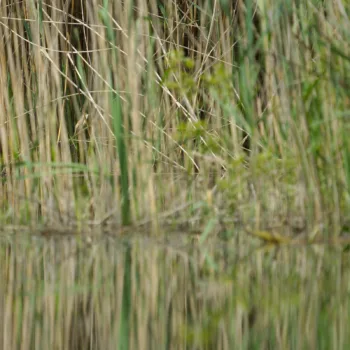 Acrocephalus arundinaceus (Drosselrohrsänger)