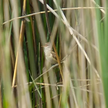 Acrocephalus arundinaceus (Drosselrohrsänger)