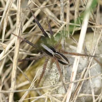 Alopecosa cf. trabalis (Balkan-Scheintarantel)