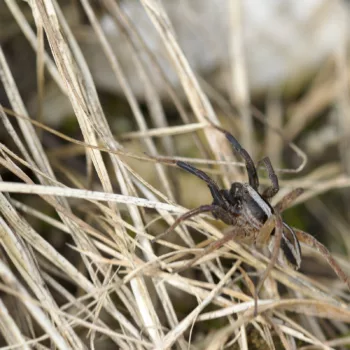 Alopecosa cf. trabalis (Balkan-Scheintarantel)