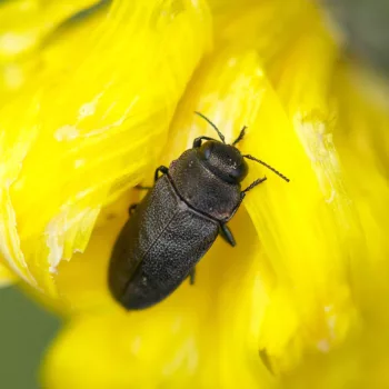 Anthaxia helvetica (Schweizer Prachtkäfer)