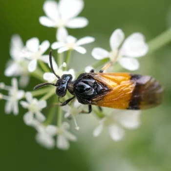 Arge cyanocrocea (Bürstenhorn-Blattwespe)