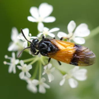 Arge cyanocrocea (Bürstenhorn-Blattwespe)