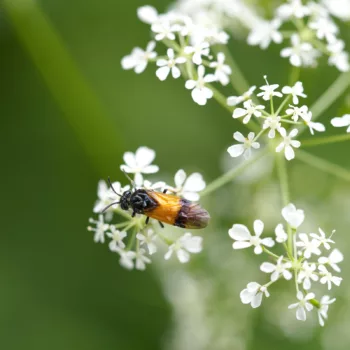 Arge cyanocrocea (Bürstenhorn-Blattwespe)