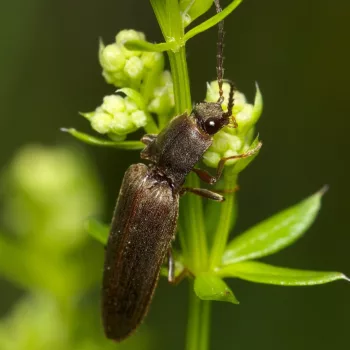 Athous subfuscus (Brauner Schnellkäfer)