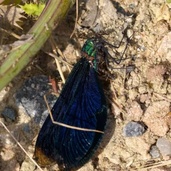 Calopteryx virgo (Blauflügel-Prachtlibelle)