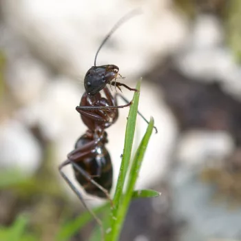 Camponotus herculeanus (Schwarze Rossameise)