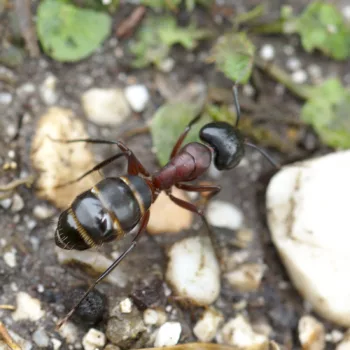 Camponotus herculeanus (Schwarze Rossameise)