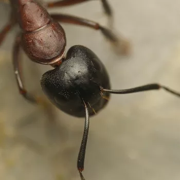 Camponotus ligniperdus (Braunschwarze Rossameise)