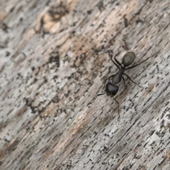 Camponotus vagus (Haarige Holzameise)