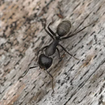 Camponotus vagus (Haarige Holzameise)