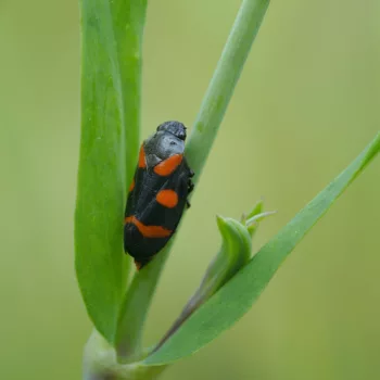 Cercopis sanguinolenta (Binden-Blutzikade)