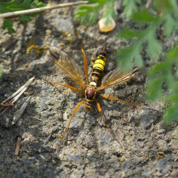 Ctenophora ornata (Geschmückte Kammschnake)