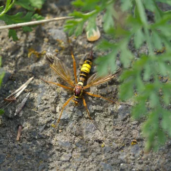 Ctenophora ornata (Geschmückte Kammschnake)