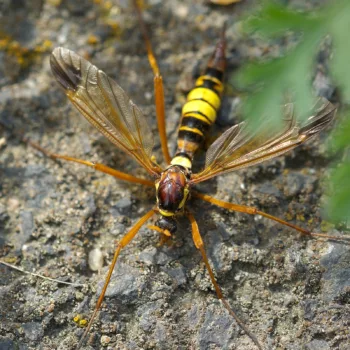 Ctenophora ornata (Geschmückte Kammschnake)